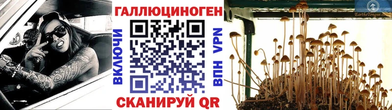 Псилоцибиновые грибы мицелий  закладка  Дивногорск 